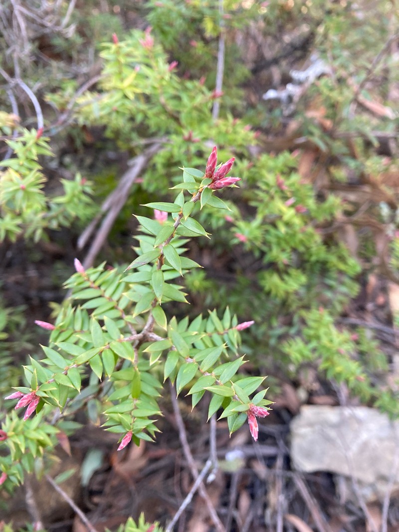 Acrotriche leucocarpa photo 5