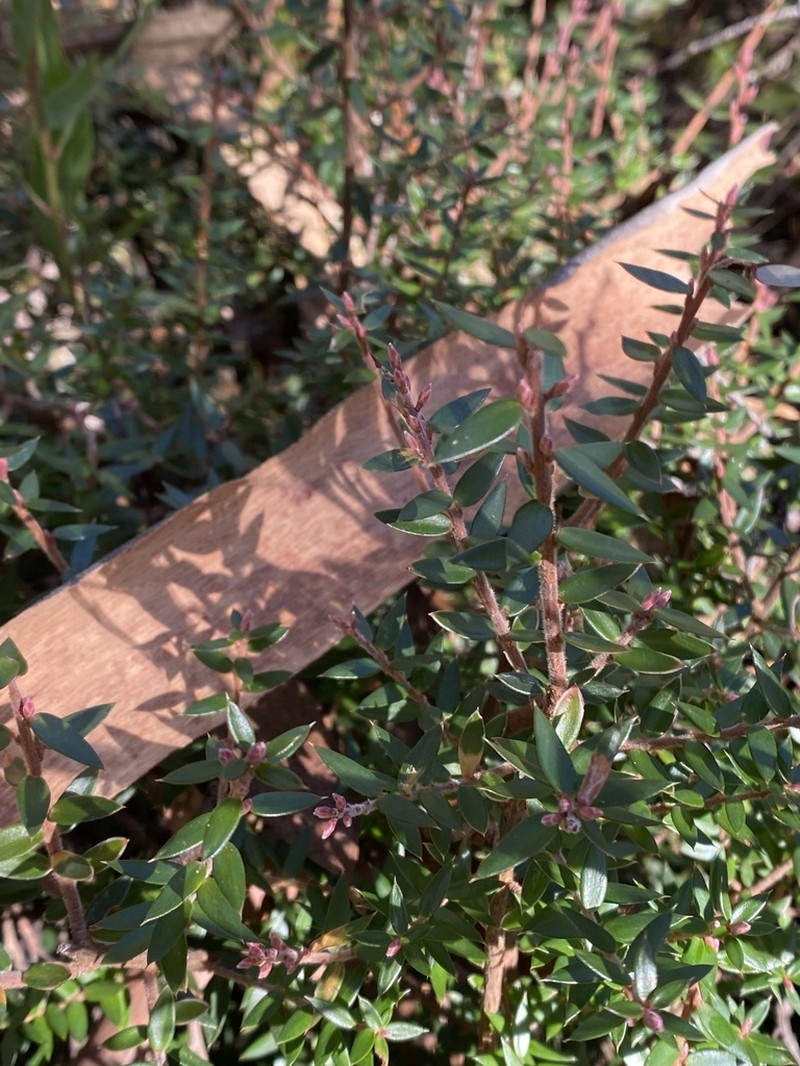 Acrotriche leucocarpa photo 6