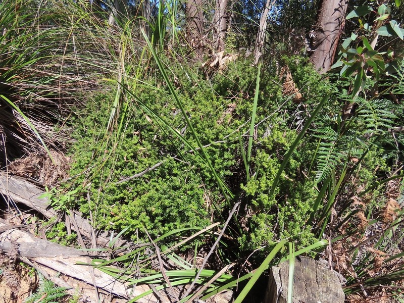 Acrotriche leucocarpa photo 7