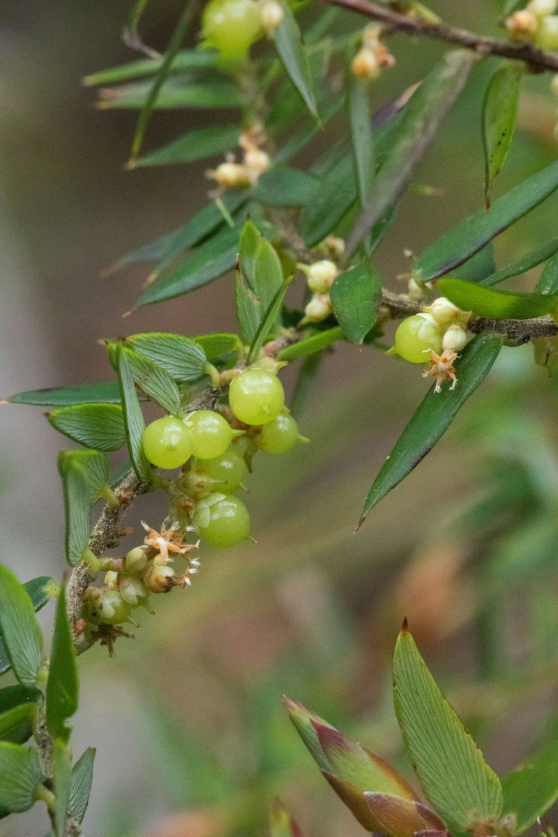 Acrotriche leucocarpa photo 8