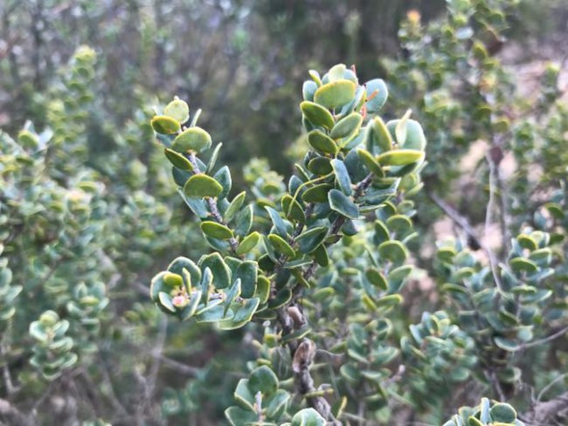 Acrotriche orbicularis