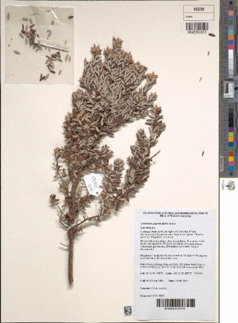 Acrotriche parviflora