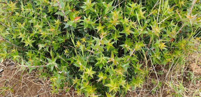 Acrotriche patula photo 7