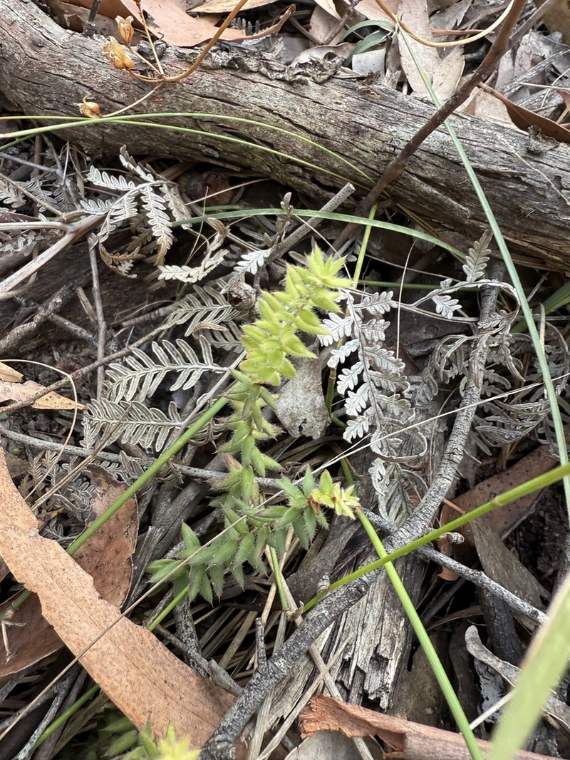 Acrotriche prostrata photo 2