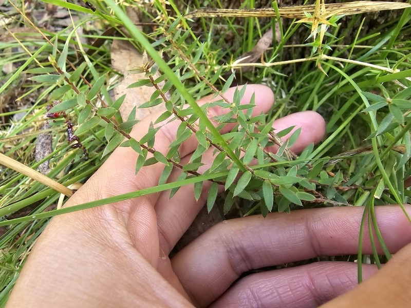 Acrotriche prostrata photo 3