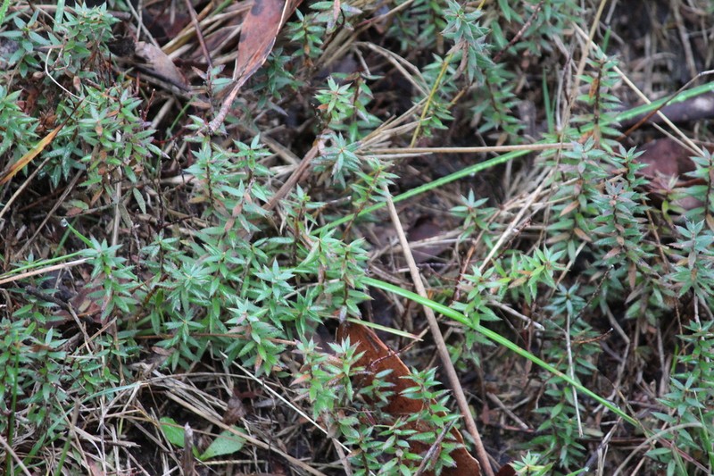 Acrotriche prostrata photo 4