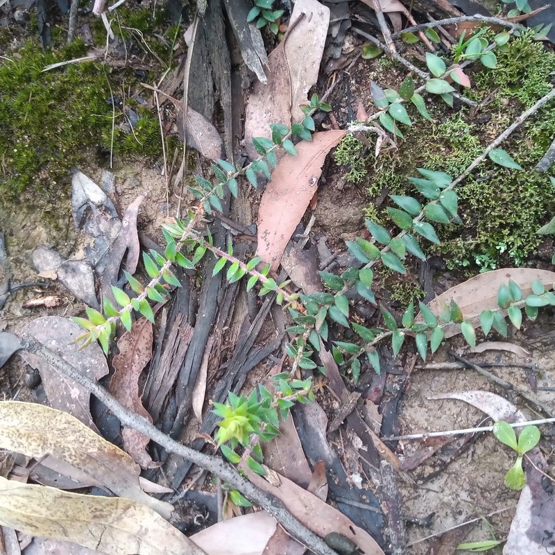 Acrotriche prostrata photo 5