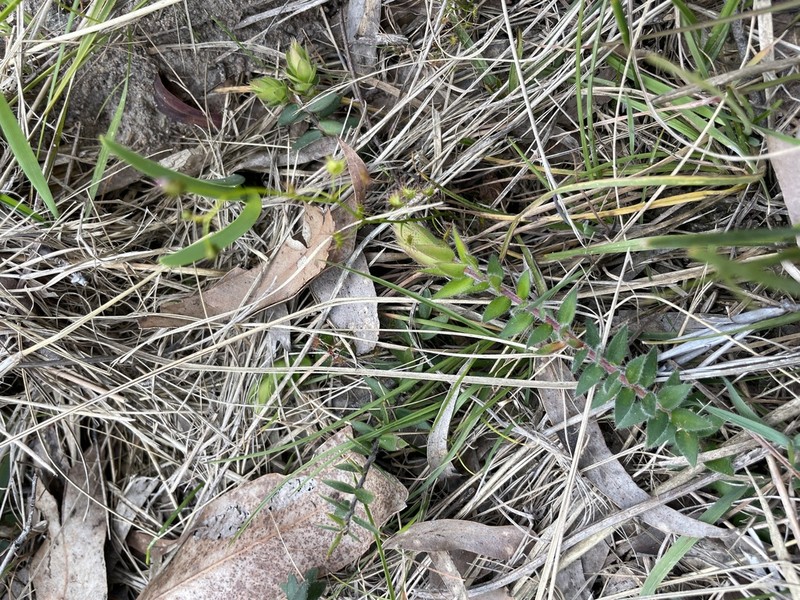 Acrotriche prostrata photo 6