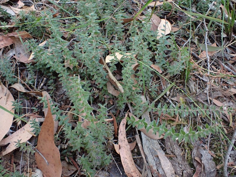 Acrotriche prostrata photo 7