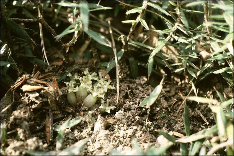 Acrotriche prostrata photo 8