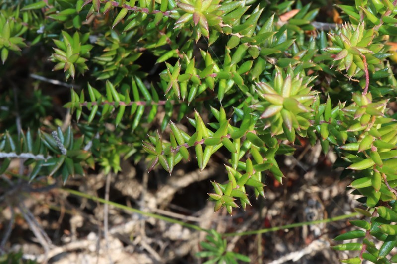 Acrotriche ramiflora