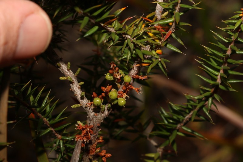 Acrotriche ramiflora photo 2