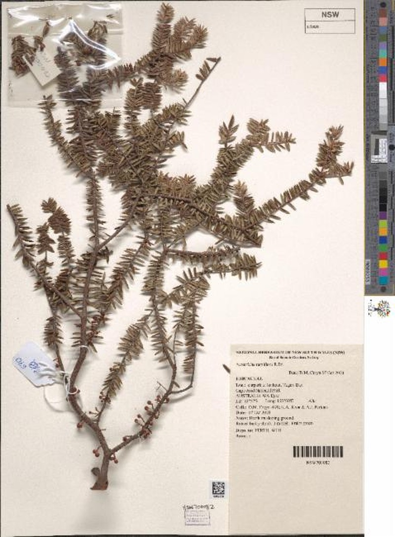 Acrotriche ramiflora photo 3