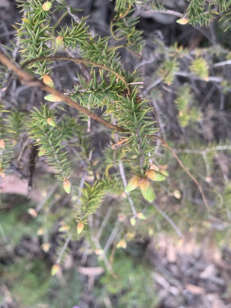 Acrotriche rigida photo 4