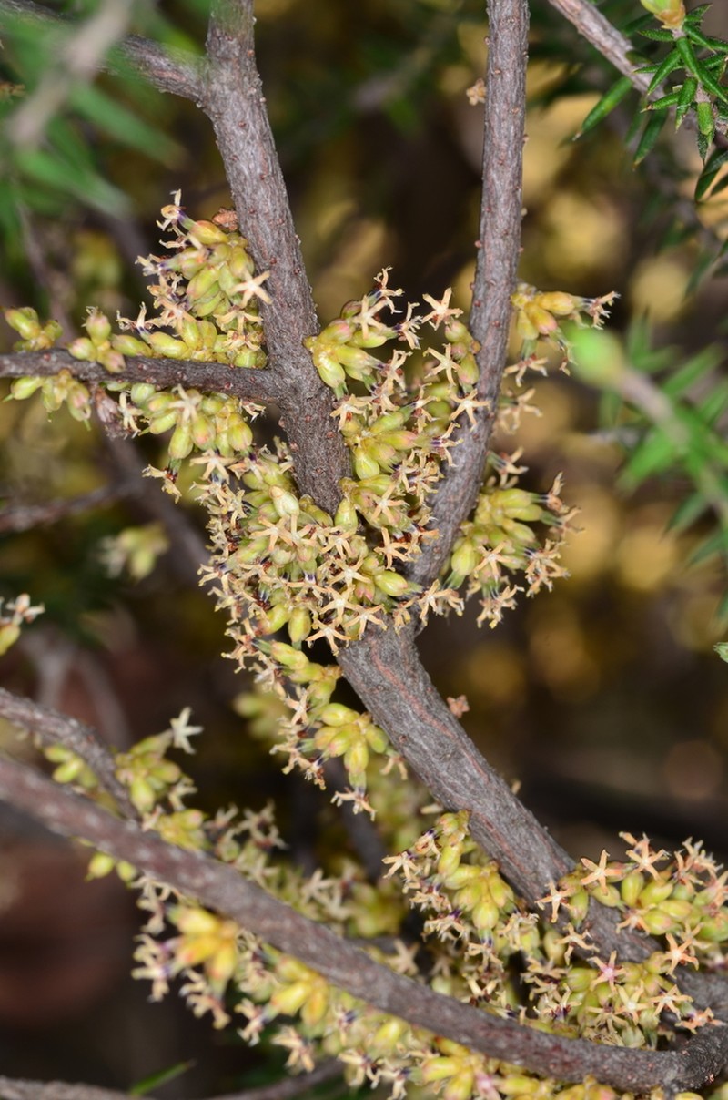Acrotriche rigida photo 5