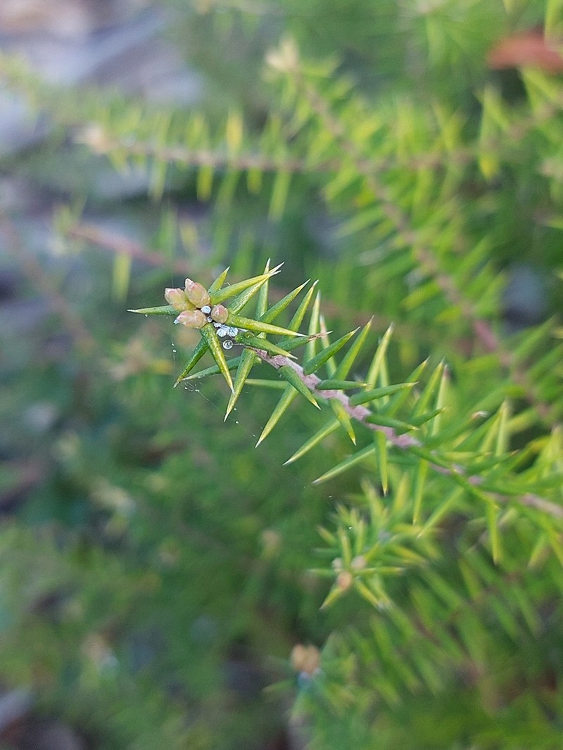 Acrotriche rigida photo 6