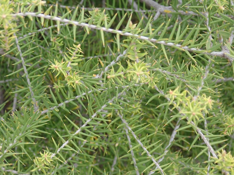 Acrotriche rigida photo 7