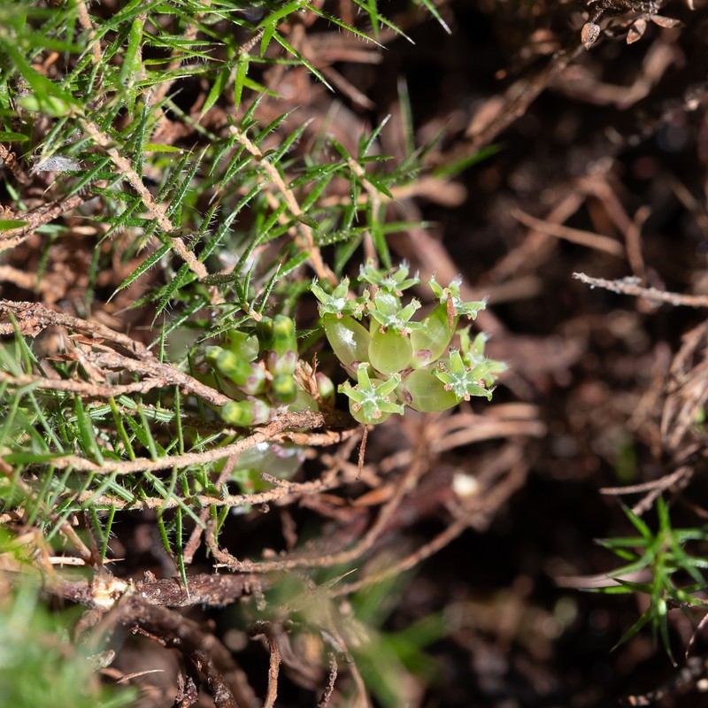 Acrotriche serrulata