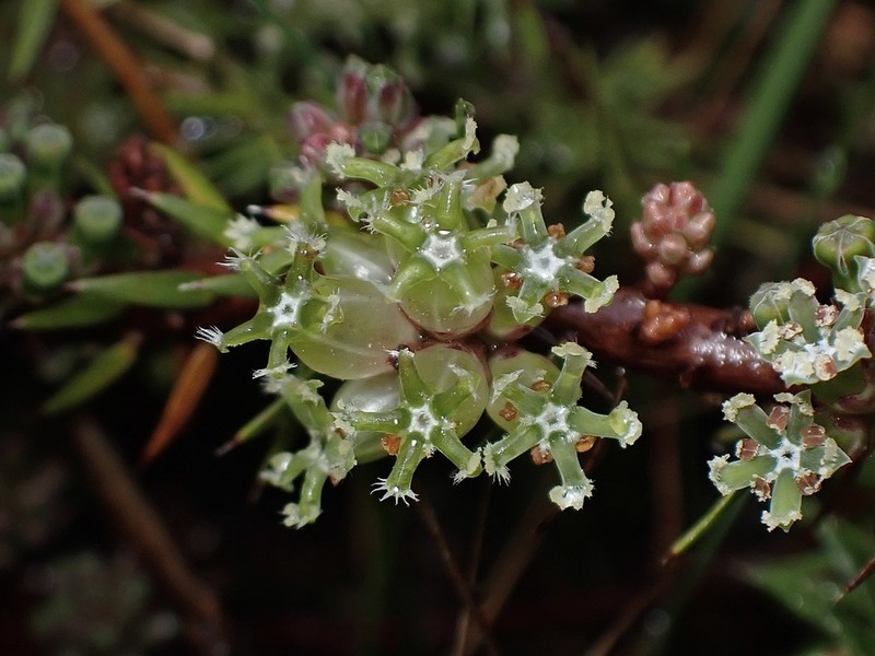 Acrotriche serrulata photo 2