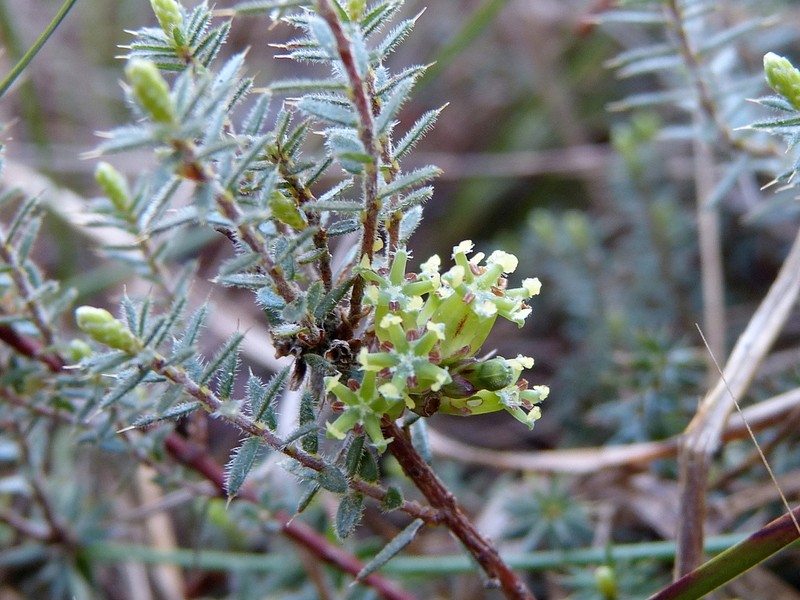 Acrotriche serrulata photo 3