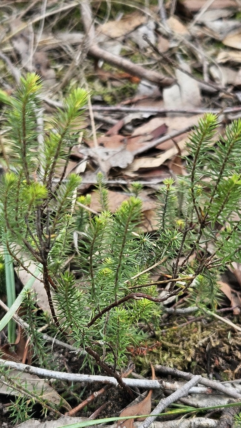 Acrotriche serrulata photo 4