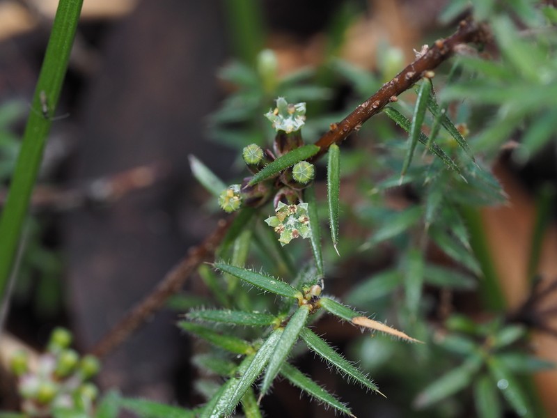 Acrotriche serrulata photo 5