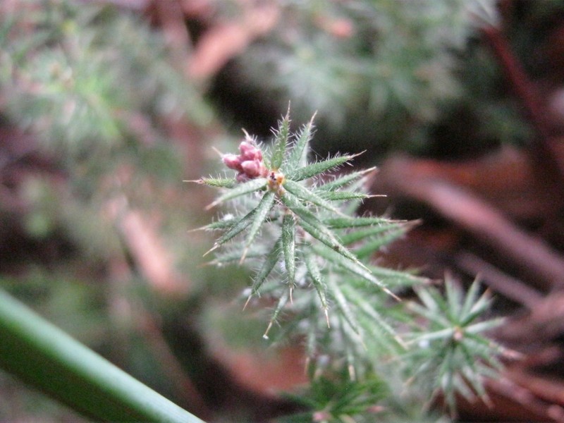 Acrotriche serrulata photo 6