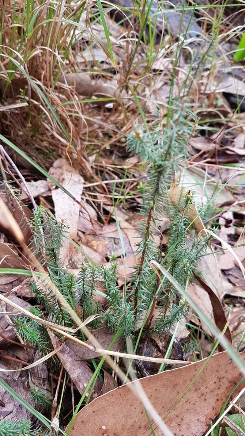Acrotriche serrulata photo 7