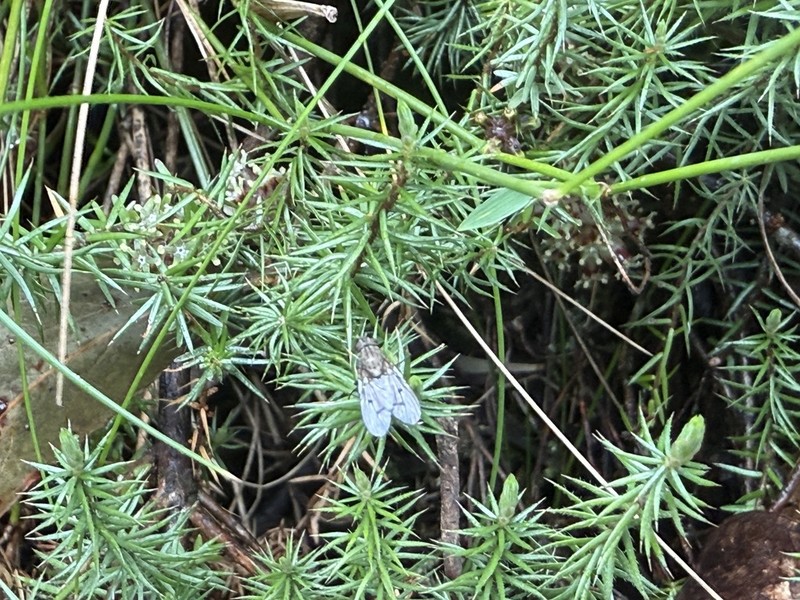 Acrotriche serrulata photo 8