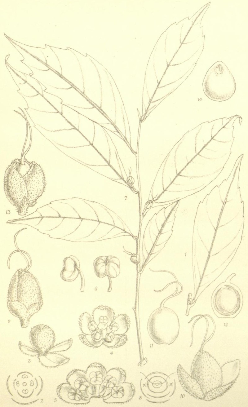 Acrymia ajugiflora
