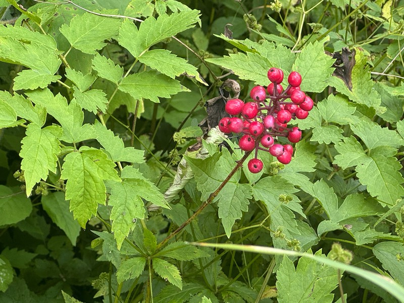 Actaea × ludovicii photo 2