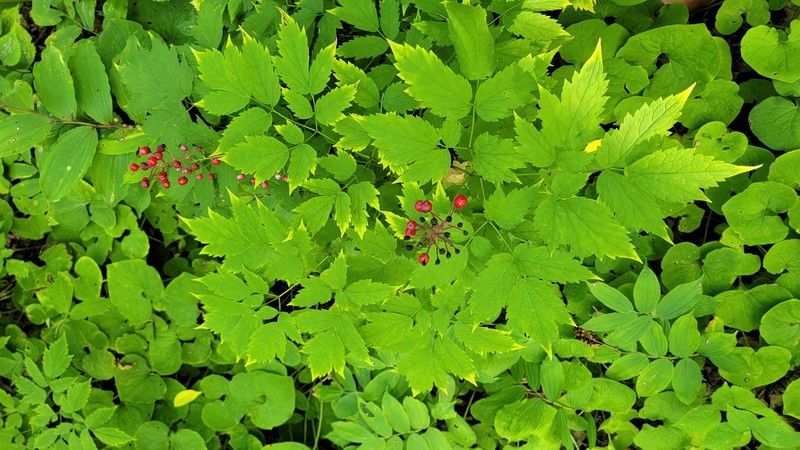 Actaea × ludovicii photo 4