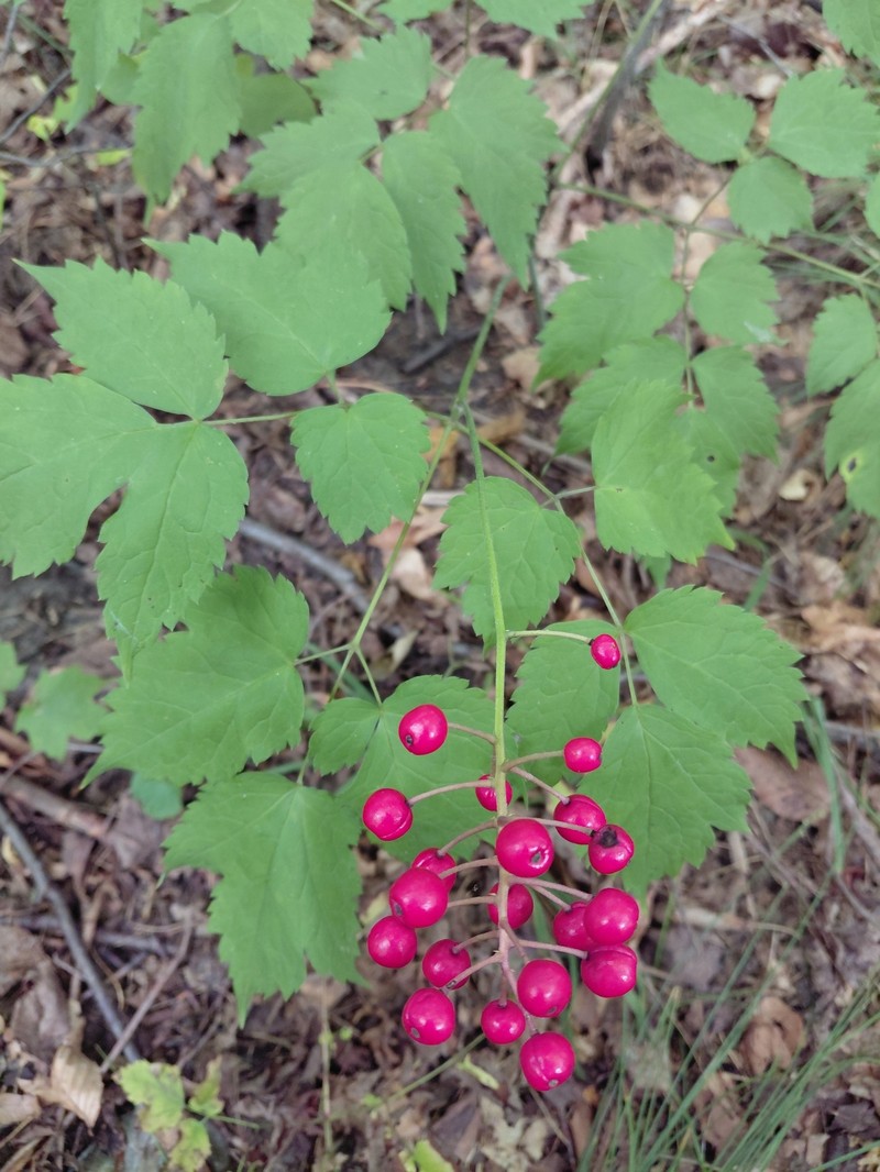 Actaea × ludovicii photo 5