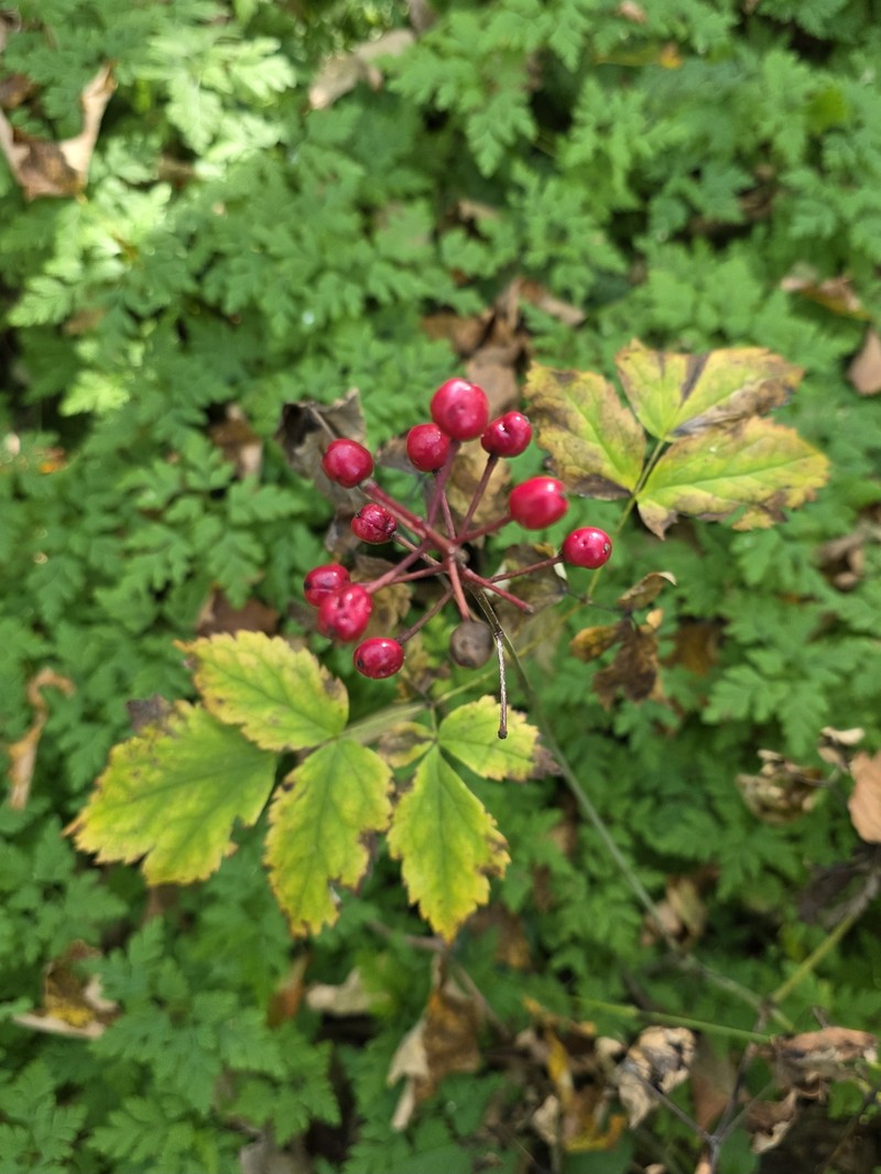 Actaea × ludovicii photo 7