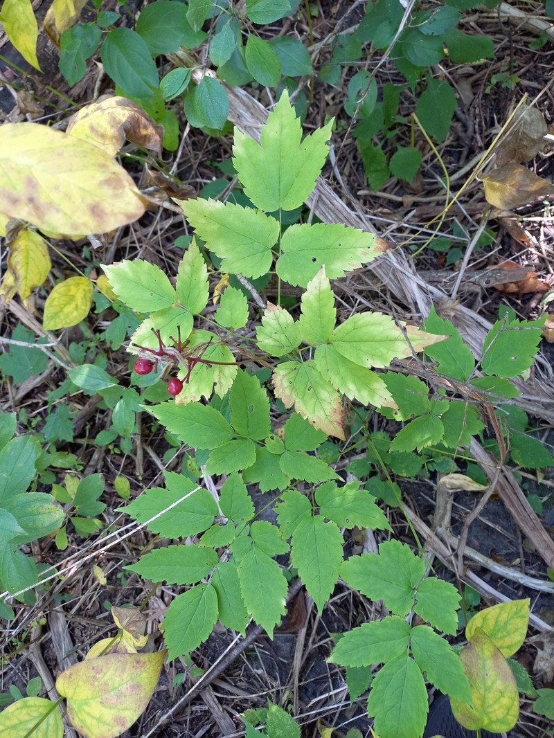 Actaea × ludovicii photo 8