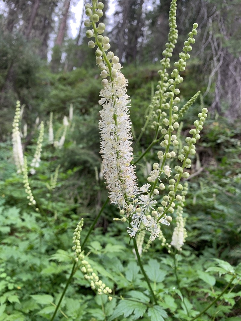Arizona Bugbane photo 2