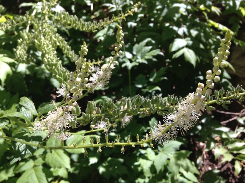 Arizona Bugbane photo 3