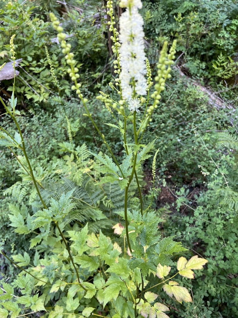 Arizona Bugbane photo 4