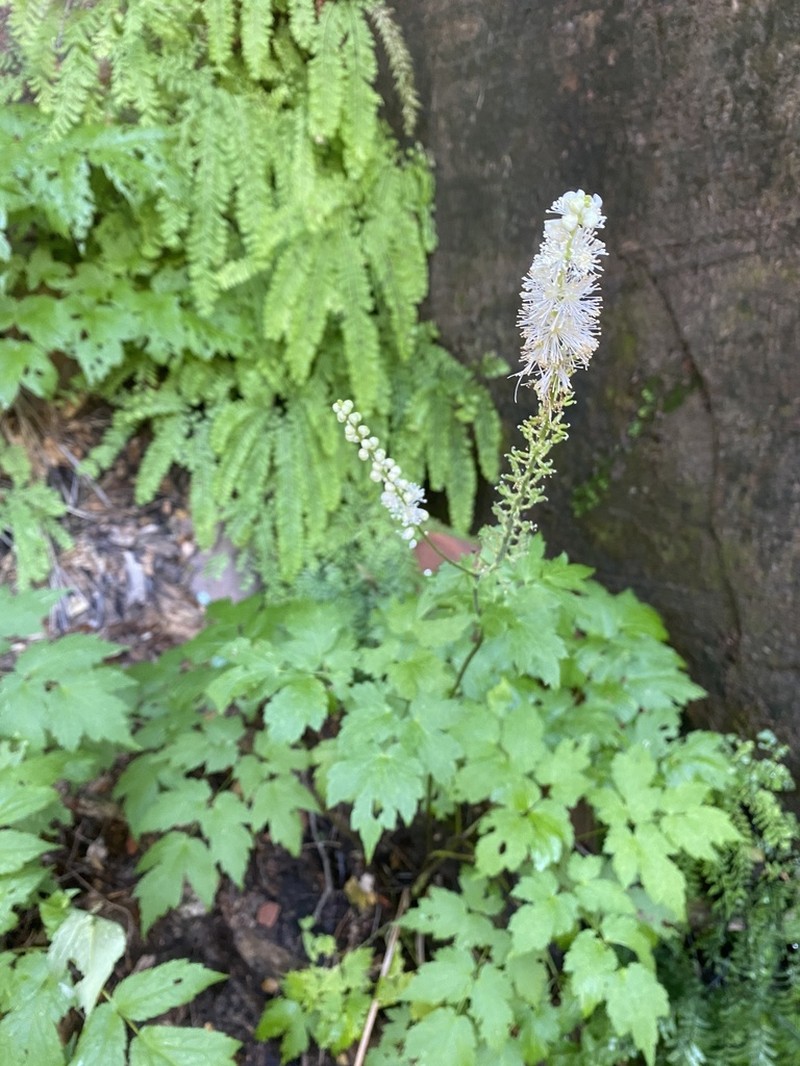 Arizona Bugbane photo 5