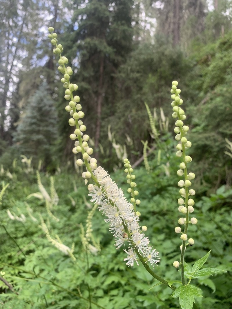 Arizona Bugbane photo 6