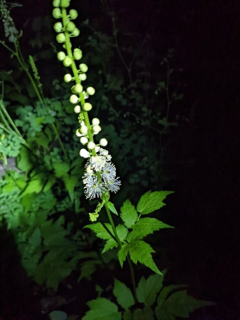 Arizona Bugbane photo 8