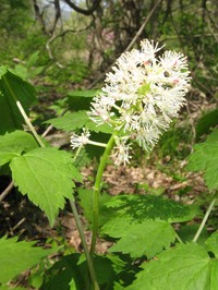 Actaea asiatica