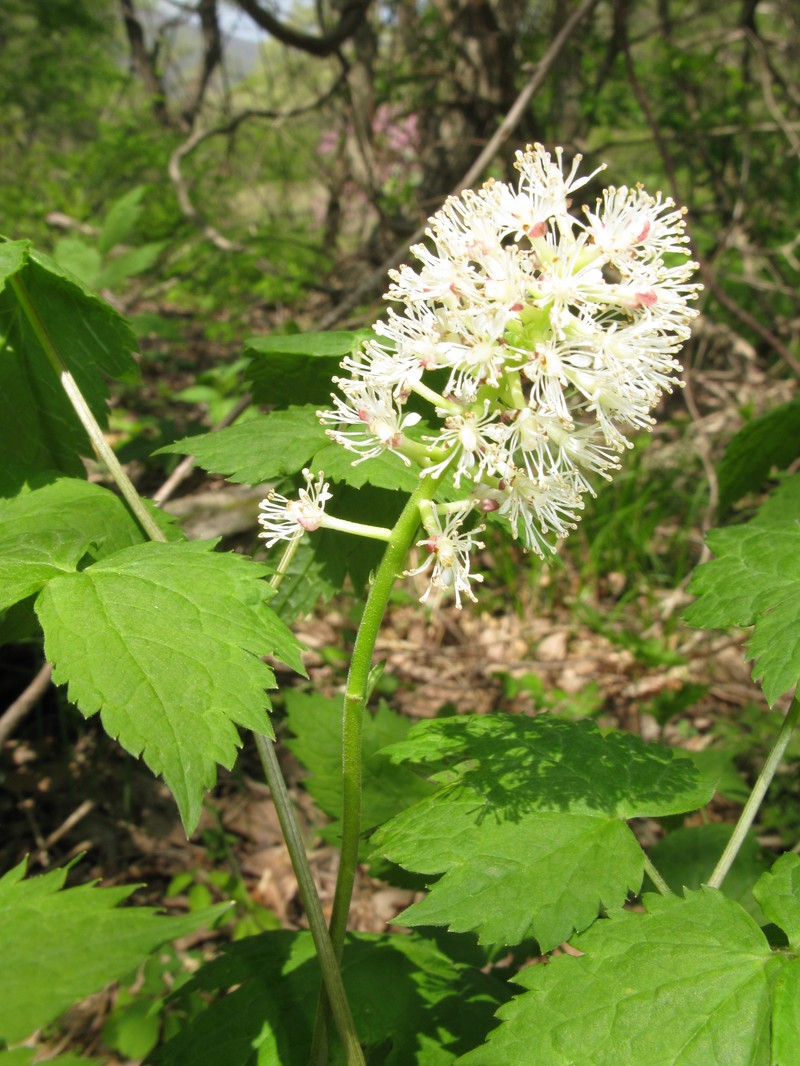 Actaea asiatica
