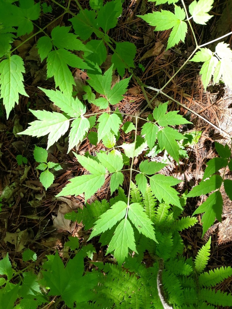 Actaea asiatica photo 2