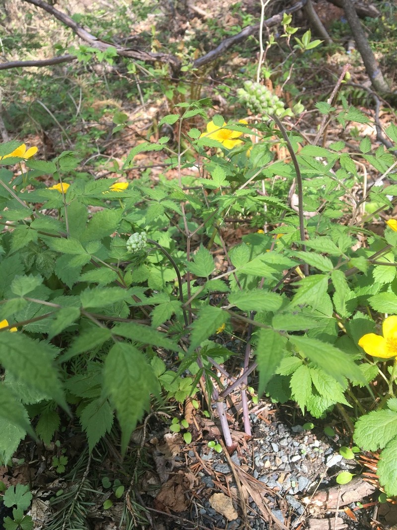 Actaea asiatica photo 3
