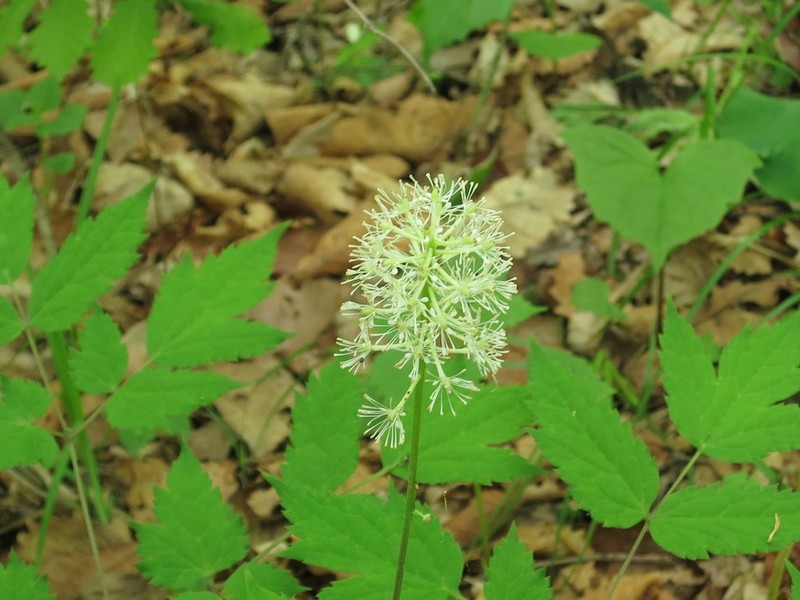 Actaea asiatica photo 4