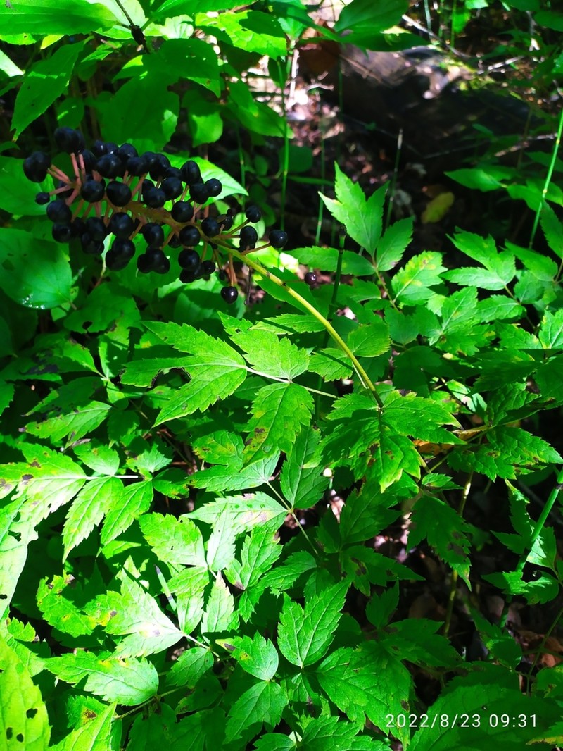 Actaea asiatica photo 5