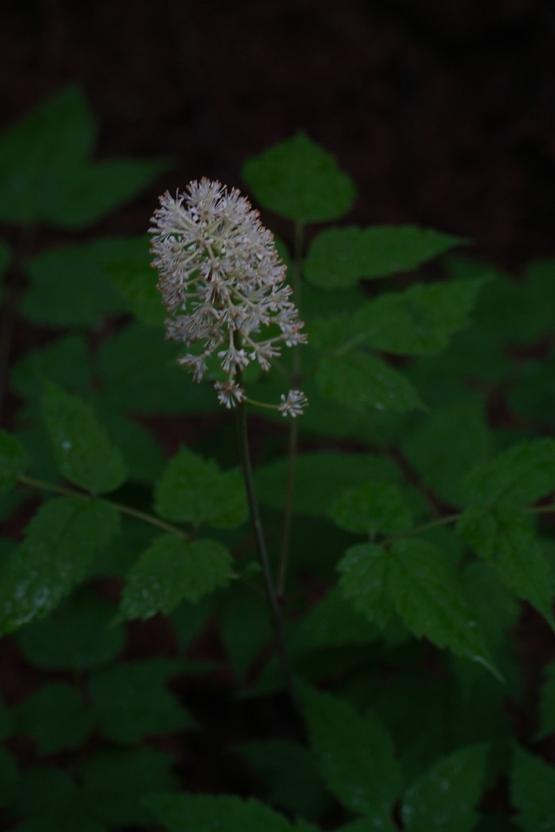 Actaea asiatica photo 6