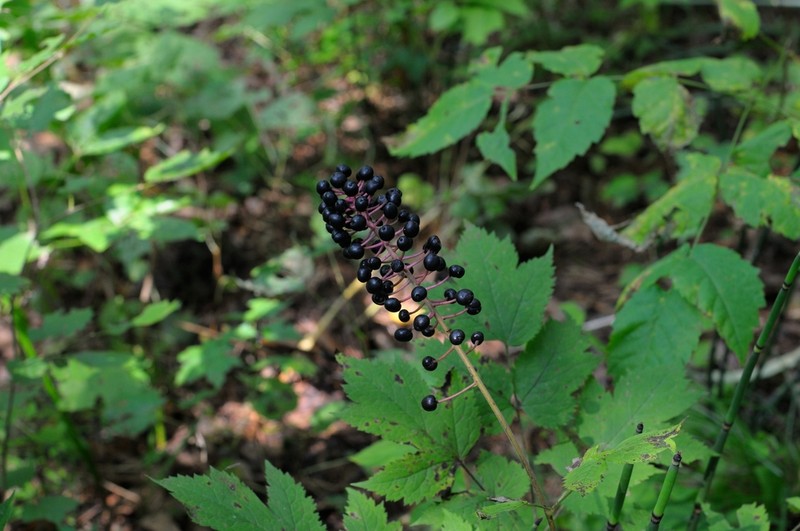 Actaea asiatica photo 7