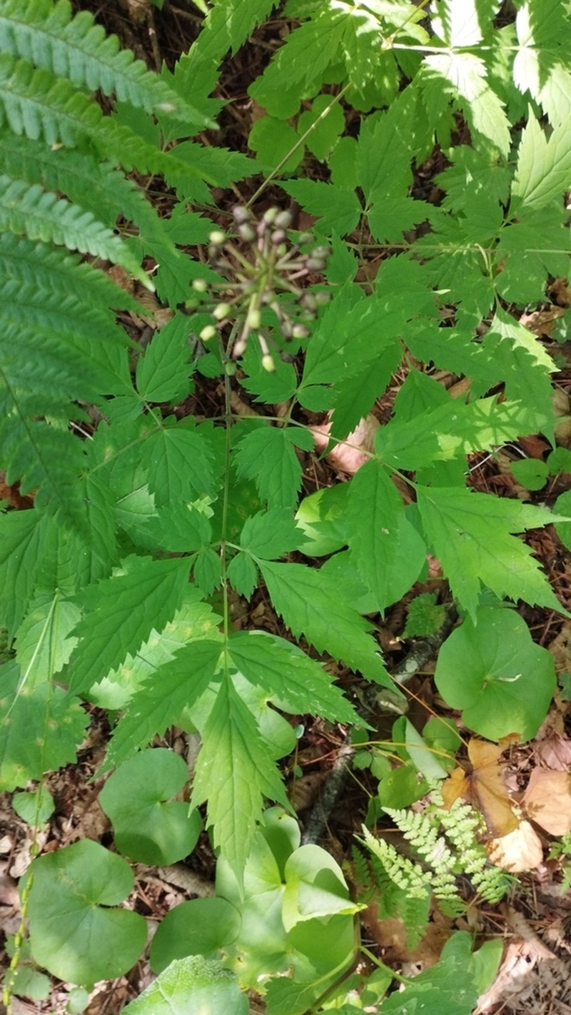 Actaea asiatica photo 8